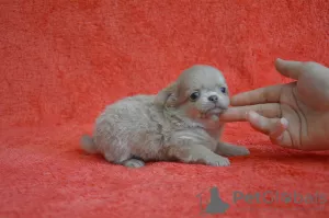 Photo №1. chihuahua - à vendre en ville de Yaroslavl | négocié | Annonce №7897