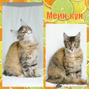 Photo №4. Je vais vendre maine coon en ville de Kemerovo. éleveur - prix - négocié