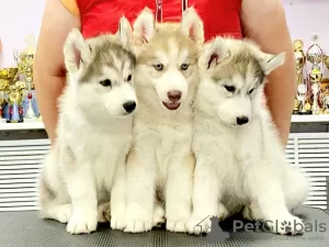 Photo №2 de l'annonce № 26427 de la vente husky de sibérie - acheter à Fédération de Russie annonce privée