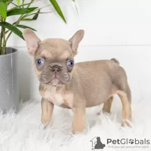 Photo №1. bouledogue - à vendre en ville de Sofia | négocié | Annonce №111769