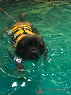 Photo №3. Piscine pour chiens en Fédération de Russie