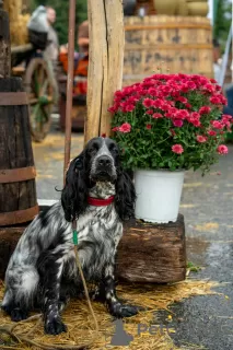 Photo №4. Je vais vendre cocker spaniel anglais en ville de Chisinau. éleveur - prix - 200€