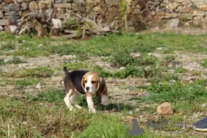 Photo №2 de l'annonce № 126886 de la vente beagle - acheter à Portugal 