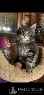 Photo №3. Berlioz et la compagnie des chatons Maine Coon. Fédération de Russie