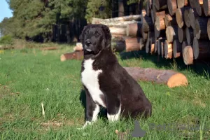 Photos supplémentaires: Chien de berger d'Asie centrale / SAO / Alabai