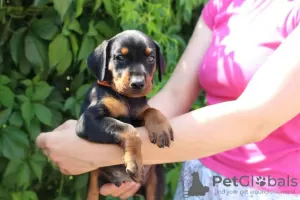 Photo №4. Je vais vendre pinscher allemand en ville de Gomel. de la fourrière - prix - 1000€