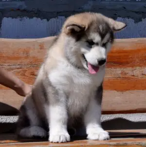 Photos supplémentaires: Chiots d'Alaska Malamute