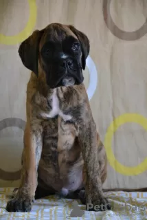 Photos supplémentaires: Boxeur allemand, meilleurs chiens