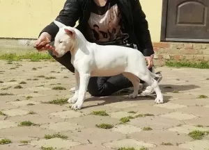 Photos supplémentaires: Chiots de bull terrier standard de chenil monobre 