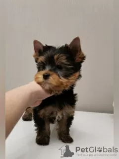 Photo №2 de l'annonce № 10181 de la vente yorkshire terrier - acheter à Fédération de Russie annonce privée, éleveur