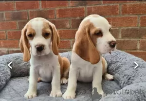 Photo №2 de l'annonce № 34506 de la vente beagle - acheter à Fédération de Russie 