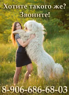 Photo №1. komondor - à vendre en ville de Moscou | Négocié | Annonce №2703