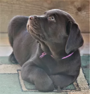 Photo №3. Chiots labrador. Fédération de Russie