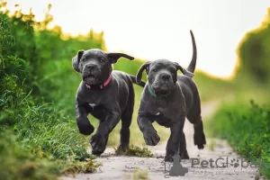 Photo №1. cane corso - à vendre en ville de Poltava | 1673€ | Annonce №86330