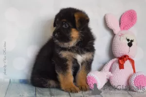 Photo №3. Chiots berger allemand. Fédération de Russie