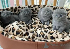 Photo №1. scottish fold - à vendre en ville de Aachen | négocié | Annonce № 32035