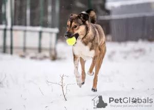 Photo №4. Je vais vendre chien bâtard en ville de Москва. annonce privée, de l'abri - prix - Gratuit