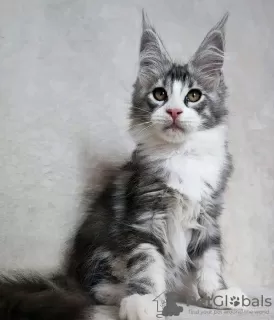 Photo №1. maine coon - à vendre en ville de Yuma | 379€ | Annonce № 118297