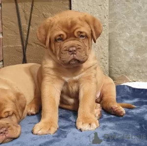 Photo №1. dogue de bordeaux - à vendre en ville de Berne | 700€ | Annonce №80036