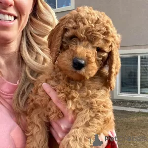 Photo №2 de l'annonce № 65071 de la vente labradoodle - acheter à Hongrie annonce privée