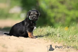 Photos supplémentaires: chiots border terrier