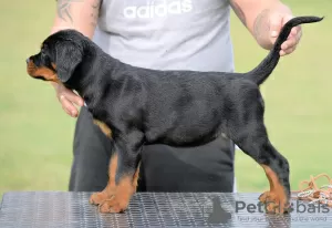 Photos supplémentaires: Chiots Rottweiler, portée supérieure