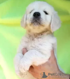 Photos supplémentaires: Chiots Golden Retriever