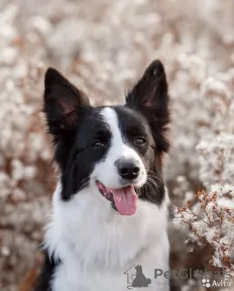 Photo №2 de l'annonce № 11330 de la vente border collie - acheter à Fédération de Russie de la fourrière