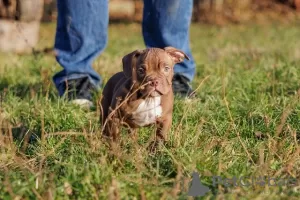 Photo №1. american bully - à vendre en ville de Krnjevo | négocié | Annonce №93111