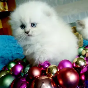 Photo №4. Je vais vendre scottish fold en ville de Chelyabinsk. annonce privée - prix - 220€