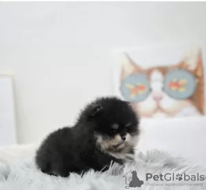 Photo №4. Je vais vendre bichon maltais en ville de Paris. annonce privée, de la fourrière, de l'abri, éleveur - prix - 300€