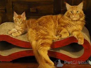 Photo №3. De jolis chatons Maine Coon disponibles maintenant. Pays Bas