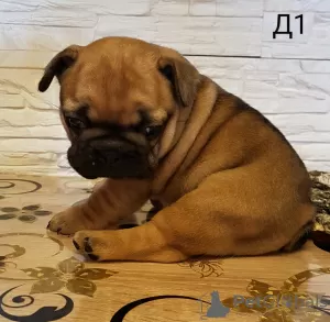 Photo №2 de l'annonce № 41670 de la vente bouledogue - acheter à Biélorussie annonce privée