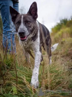 Photo №2 de l'annonce № 71539 de la vente chien bâtard - acheter à Fédération de Russie annonce privée