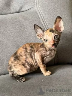 Photo №2 de l'annonce № 88502 de la vente cornish rex - acheter à L'Autriche annonce privée