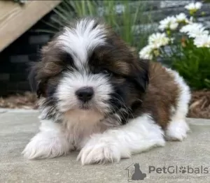 Photo №1. shih tzu - à vendre en ville de Patras | 300€ | Annonce №78594