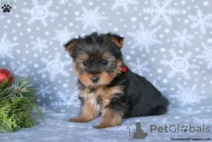 Photo №4. Je vais vendre yorkshire terrier en ville de Garmisch-Partenkirchen.  - prix - 700€