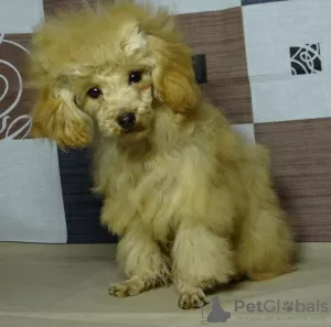 Photos supplémentaires: Fille caniche jouet, tasse à thé en peluche.