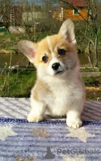 Photo №1. welsh corgi - à vendre en ville de Saint-Pétersbourg | négocié | Annonce №19967