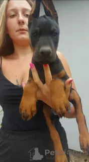 Photo №4. Je vais vendre dobermann en ville de Ruma.  - prix - 500€