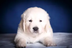 Photo №2 de l'annonce № 4533 de la vente golden retriever - acheter à Fédération de Russie éleveur