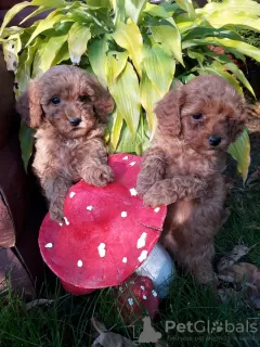 Photo №2 de l'annonce № 60618 de la vente caniche (jouet) - acheter à Biélorussie éleveur