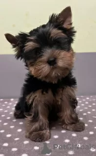 Photo №1. yorkshire terrier - à vendre en ville de Rūjiena | Gratuit | Annonce №114085