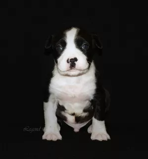 Photos supplémentaires: Les jolis chiots d'Amstaff