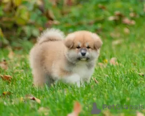 Photo №2 de l'annonce № 14923 de la vente akita (chien) - acheter à Biélorussie de la fourrière