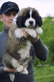 Photos supplémentaires: Chiens de garde de Moscou