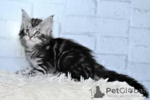 Photo №2 de l'annonce № 9316 de la vente maine coon - acheter à Fédération de Russie de la fourrière, éleveur