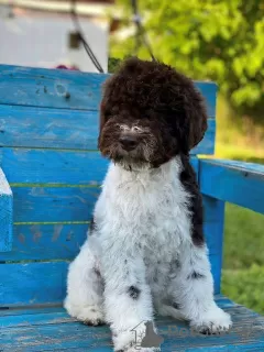 Photo №3. Chiots Lagotto Romagnolo. Serbie