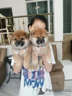 Photo №1. shiba - à vendre en ville de Никосия | négocié | Annonce №79584