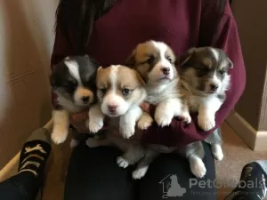 Photo №2 de l'annonce № 36111 de la vente welsh corgi - acheter à Lituanie annonce privée